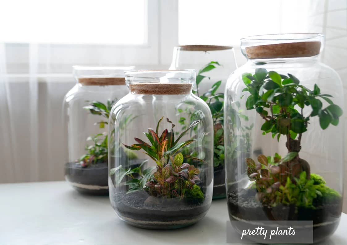 Creative DIY Gift Ideas For Friends and Clients, jar plants